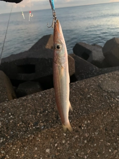 カマスの釣果