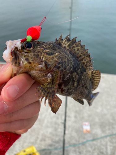 アラカブの釣果