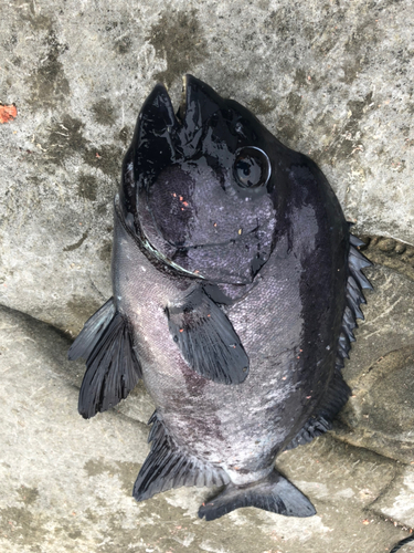 イシダイの釣果