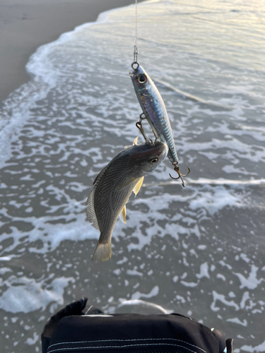 イシモチの釣果