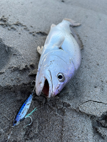 ニベの釣果