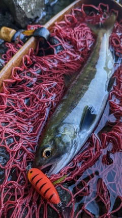 ヒメマスの釣果