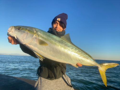 ブリの釣果