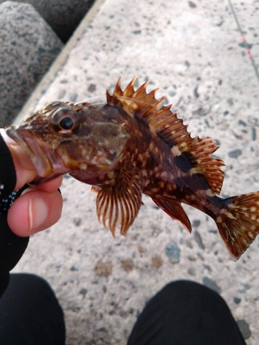 カサゴの釣果