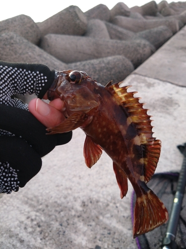 カサゴの釣果