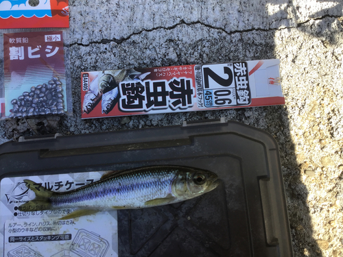 カワムツの釣果