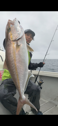 カンパチの釣果