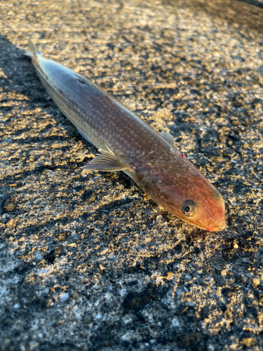 エソの釣果