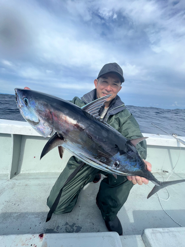 カツオの釣果