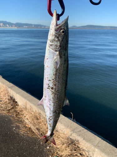 サゴシの釣果