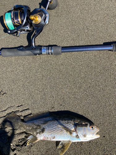 ニベの釣果