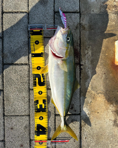 ハマチの釣果