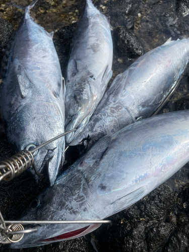 カツオの釣果