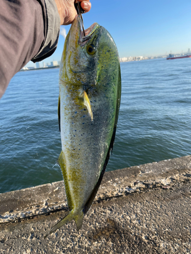 シイラの釣果