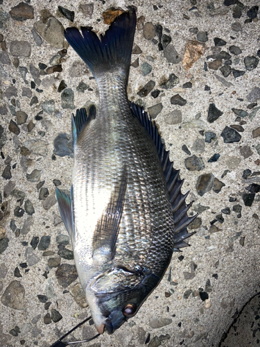 チヌの釣果