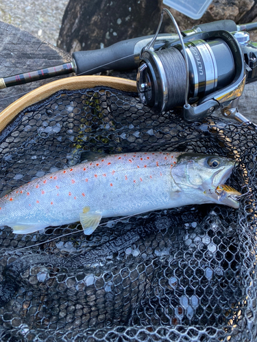 アマゴの釣果