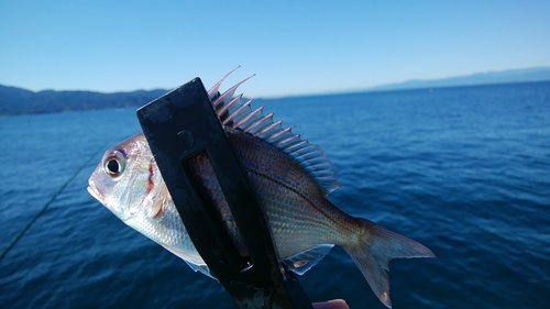 チャリコの釣果