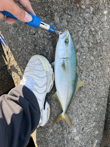 ツバスの釣果