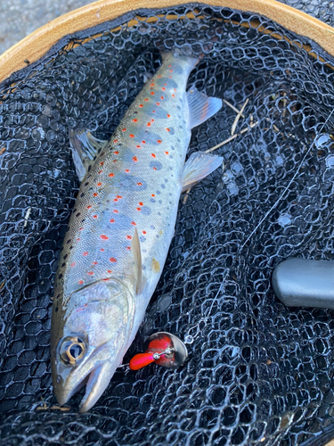 アマゴの釣果