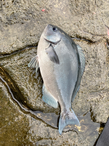 メジナの釣果