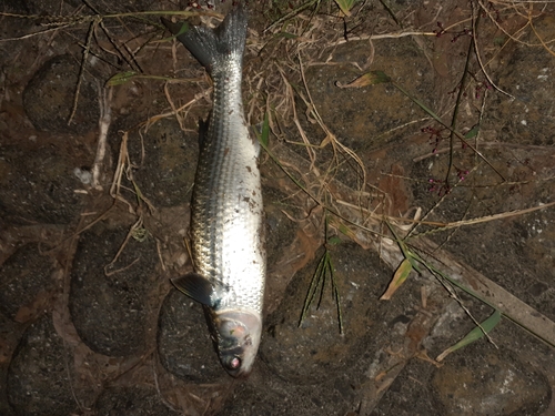 ボラの釣果