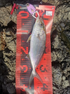 カンパチの釣果