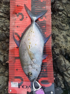 ナンヨウカイワリの釣果