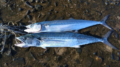 サゴシの釣果