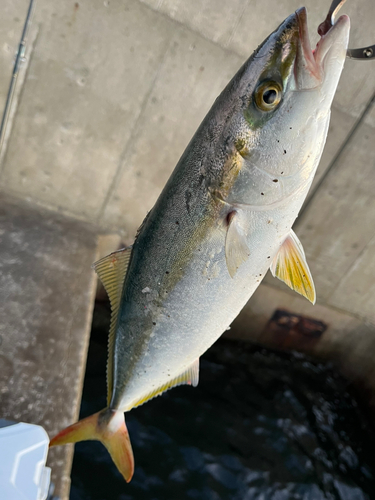 ハマチの釣果