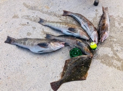 アイナメの釣果