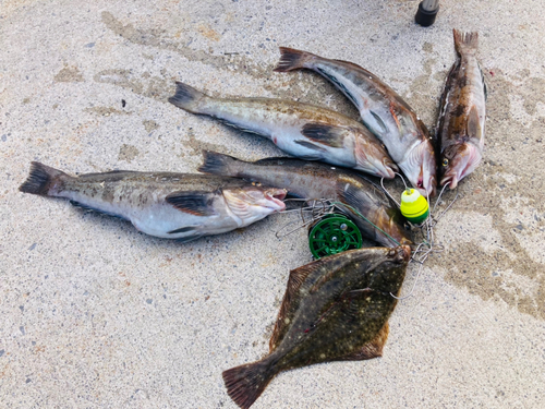 アイナメの釣果