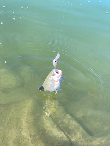 ニジマスの釣果