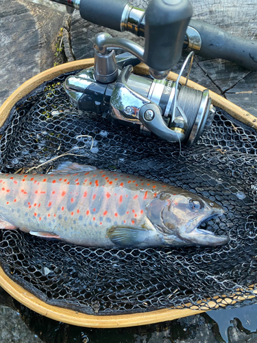 アマゴの釣果