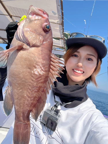 マハタの釣果