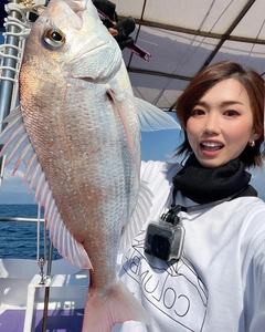 マダイの釣果