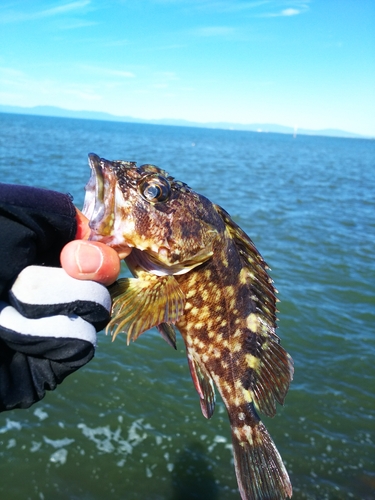 アラカブの釣果