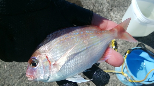 チャリコの釣果