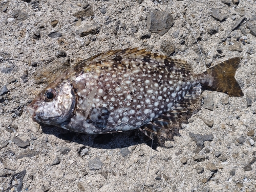 アイゴの釣果