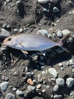 ショゴの釣果