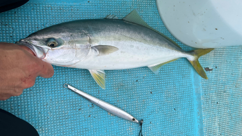 ワラサの釣果