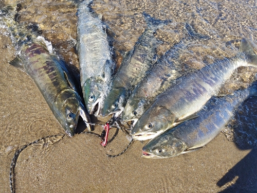 サケの釣果