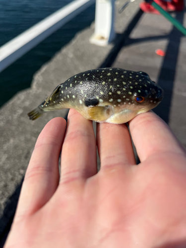 フグの釣果