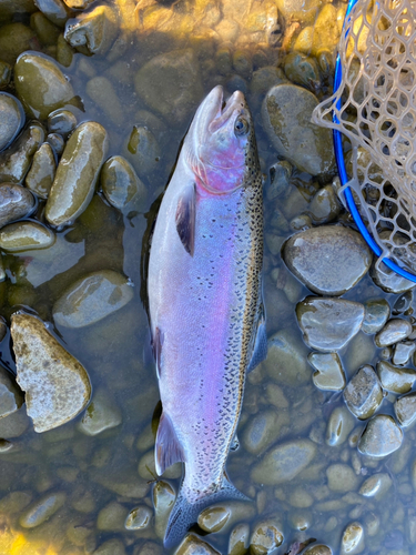 レインボートラウトの釣果