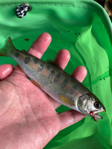 ヤマメの釣果