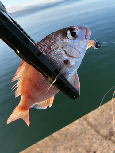 チャリコの釣果