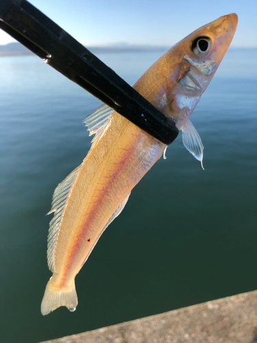 キスの釣果