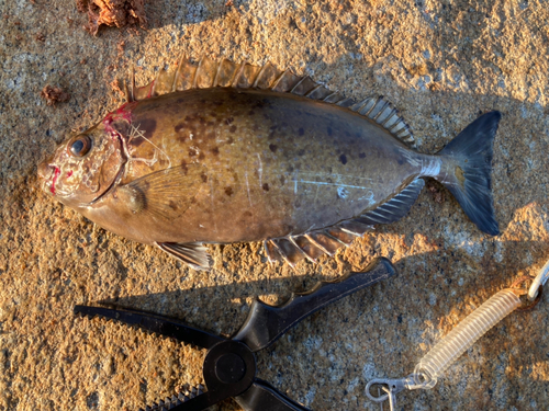 アイゴの釣果