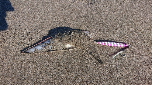 シタビラメの釣果