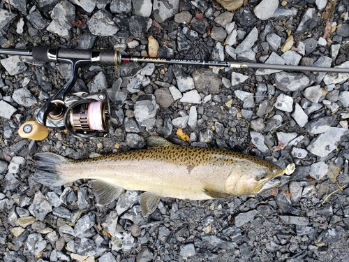 ブラウントラウトの釣果