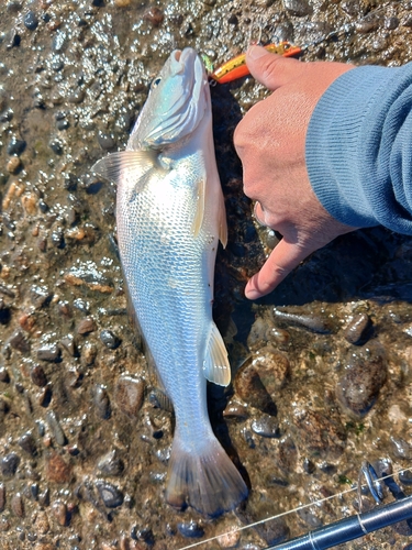 ニベの釣果